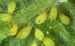 How to fight aphids on cucumbers in a greenhouse: effective methods and preventive measures