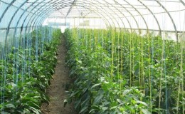 When and how to plant peppers in a greenhouse correctly: step-by-step instructions for beginning gardeners