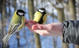 Is it possible to feed birds rice and other grains?
