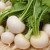 Proven ways to properly store turnips for the winter