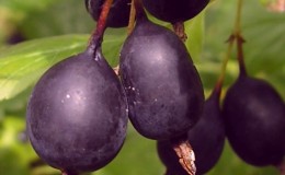 Easy to care for and very tasty Black Negus gooseberries from Russian breeders