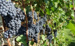 How and what to feed grapes in July in the Middle Zone