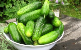 Why are cucumbers bitter, how to prevent it and what to do with a harvest that is bitter