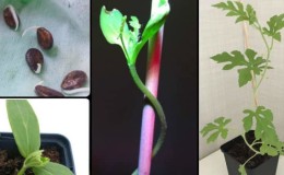 How to grow a watermelon at home from a seed: step-by-step instructions
