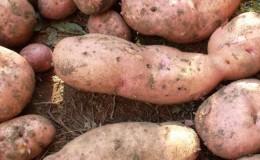 Hardy potato variety Lapot is not afraid of bad weather