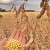Characteristics and description of Prudence soybean