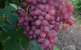 Delicate, aromatic Veles grape variety from Ukrainian breeders