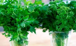 A Guide to Growing Parsley for Beginner Gardeners