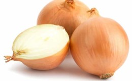 Mid-early onion hybrid Helenas with high yield