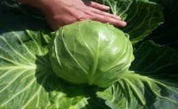 Do I need to pick off the bottom leaves of cabbage?