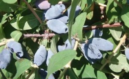 Resistant honeysuckle variety Lapis lazuli with excellent taste