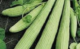 What is lagenaria: beneficial properties and interesting facts about the plant
