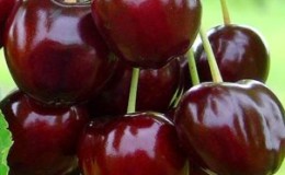 Sustainable and productive cherries Valery Chkalov: description of the variety and features of its cultivation