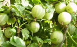 Large-fruited variety of gooseberry, Thornless Ural, producing a rich harvest of delicious berries