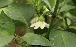 Why peppers don’t set in a greenhouse: what to do to get a rich harvest