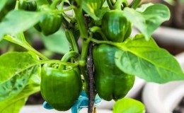 The benefits and harms of green bell peppers for the health of women, men and children