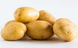 High-yielding potato variety Farmer requiring minimal care