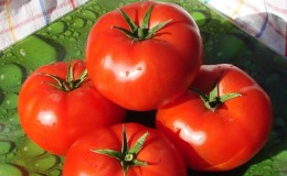 Unpretentious, universal to use, early ripening tomato Druzhok f1: reviews and growing secrets