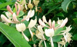 Growing honeysuckle honeysuckle: planting, care, propagation