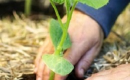 How to get a good pumpkin harvest: growing and caring in open ground, recommendations from experienced gardeners