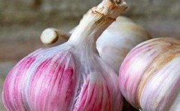 If you want to know how to grow large garlic in your garden, follow useful tips from experienced gardeners