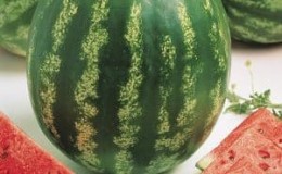 Popular watermelon variety Crimson Sweet: overview of advantages, disadvantages and growing technology