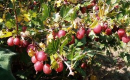 The largest varieties of gooseberries