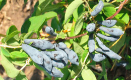 High-yielding honeysuckle variety Sibiryachka