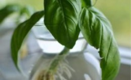 A Guide to Taking Basil Cuttings for Beginner Gardeners