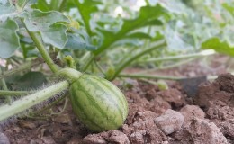 Step-by-step instructions for growing watermelons in the Moscow region in open ground