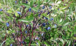 Frost-resistant early ripening honeysuckle variety Lakomka