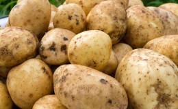 Mid-early potato variety with high yield Sante
