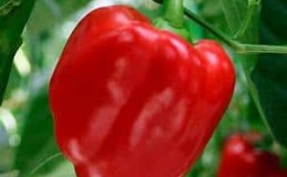 A selection of the best varieties of sweet peppers with descriptions