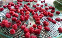 How long and how to dry raspberries in an electric dryer correctly