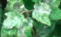 The most effective folk remedies for powdery mildew on currants