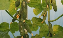 What is good about the Bjorn hybrid cucumber and why is it worth trying to grow it?