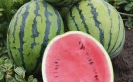 Unpretentious in care, ultra-early watermelon Bedouin f1 for central Russia