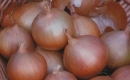 Cold-resistant variety of onion Setton for long-term storage