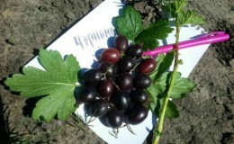 Disease- and pest-resistant, easy-to-care gooseberry variety Chernomor