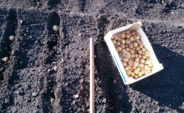 Technology for planting onion sets in spring: how to plant and grow correctly