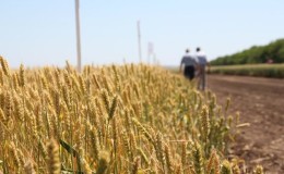 What is the nature of wheat, how is it determined and what does it affect?