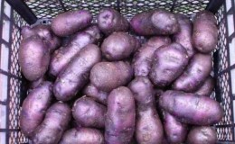 Unpretentious potato variety Chugunka for regions with temperate climates and southern regions