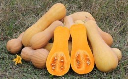Fragrant nutmeg pumpkin variety Zhemchuzhina: why it’s good and why it’s worth growing on your property