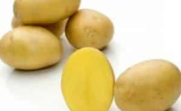 Mid-early high-yielding potato variety with strong immunity Belmondo