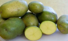 Why is solanine dangerous in potatoes?