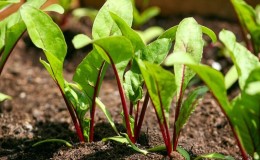 A step-by-step guide on how to thin out beets correctly: stages of manipulation and advice from experienced gardeners