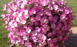 Review of popular varieties of petunia from the Opera series and their characteristics