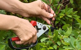 When and how to prune honeysuckle in the fall for a good harvest
