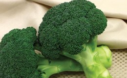 Planting and caring for broccoli in open ground