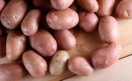 The best potato varieties: Naiad, Madeira, Chaika and others